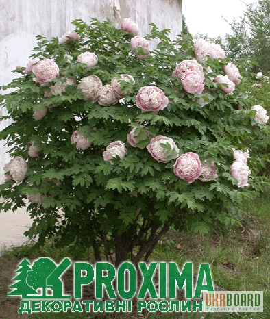 Фото 1/3. Пион древовидный по низким ценам в питомник декоративных растений Proxima