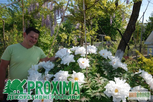 Фото 3. Пион древовидный по низким ценам в питомник декоративных растений Proxima