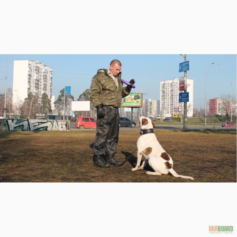 Фото 4. Дрессировка собак (ДП ЛЕГИОН) г. Киев