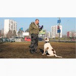 Дрессировка собак (ДП ЛЕГИОН) г. Киев
