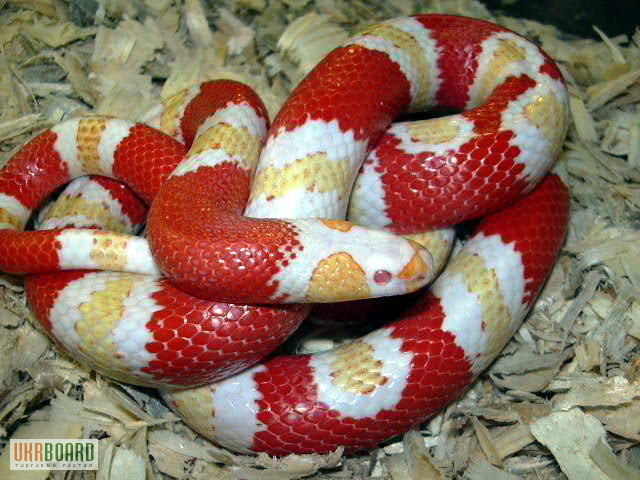 Фото 1/2. Продам Гондурасская молочная змея -альбинос - Lropeltis triangulum hondurensis albino
