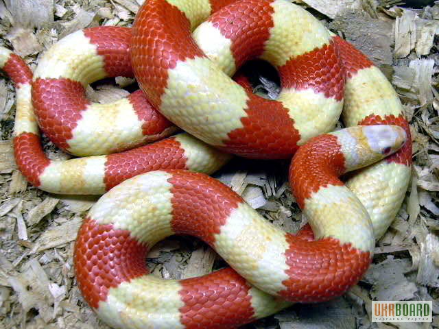 Фото 2/2. Продам Гондурасская молочная змея -альбинос - Lropeltis triangulum hondurensis albino
