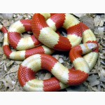 Продам Гондурасская молочная змея -альбинос - Lropeltis triangulum hondurensis albino