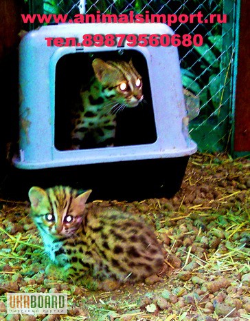 Фото 1/1. Азиатская леопардовая кошка – котята на продажу.