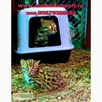 Азиатская леопардовая кошка – котята на продажу.