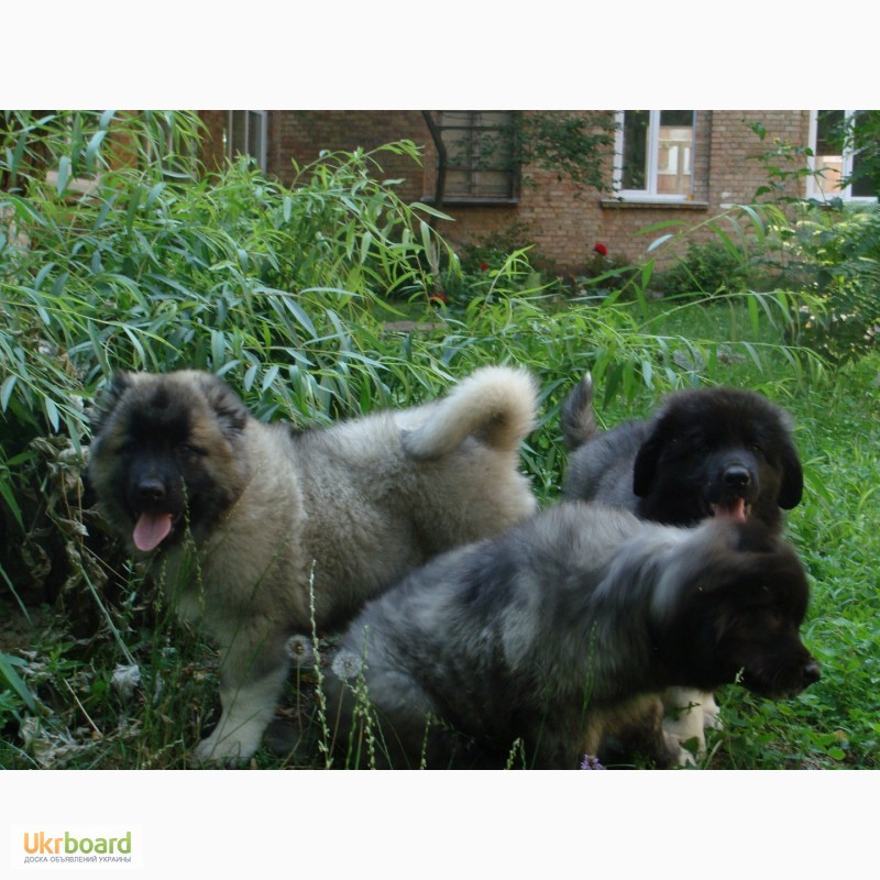 Фото 4. Шикарные щенки кавказской овчарки тёмного окраса