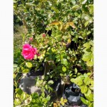 Продам розы в контейнере плетистые и почвопокровные