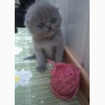Продам Британских красавчиков-котят