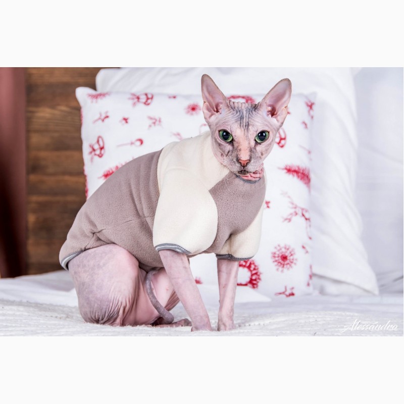 Фото 6. Продам кофту с рукавом для кошек, сфинкса, Кофта с рукавом Mikro - f Coffee