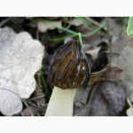 Грибница сморчков - семена грибов (мицелий) Сморчок полусвободный