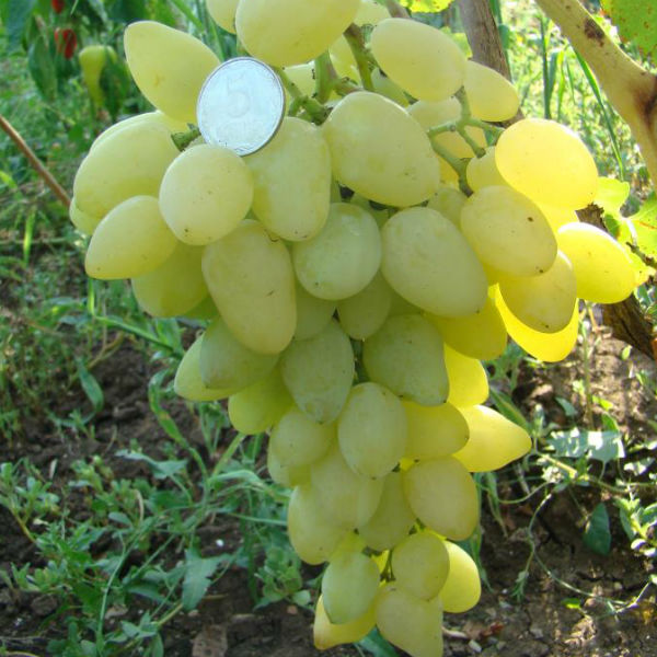 Фото 12. Саженцы винограда