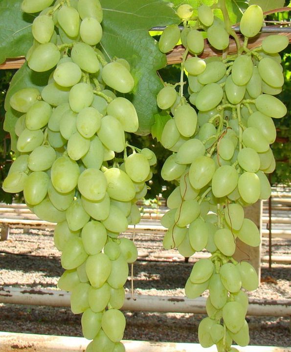 Фото 16. Саженцы винограда