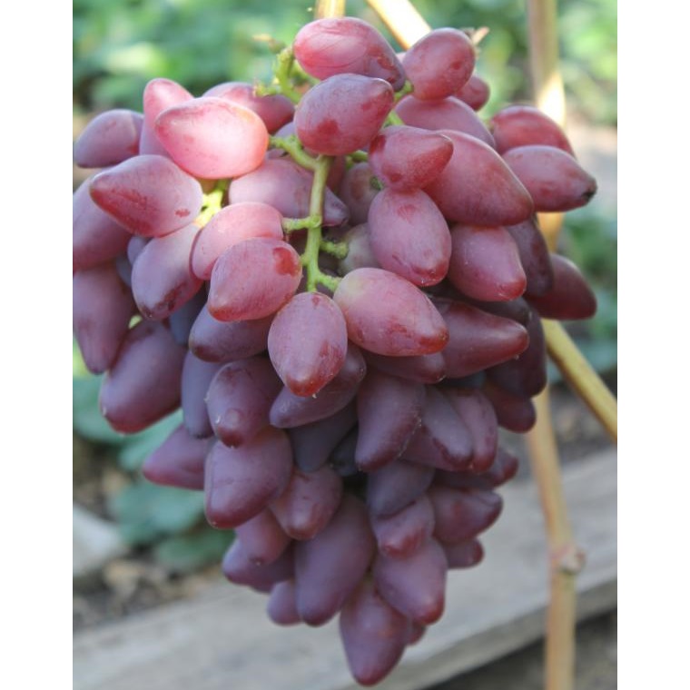 Фото 17. Саженцы винограда