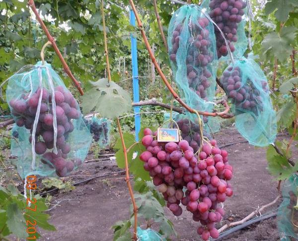 Фото 19. Саженцы винограда