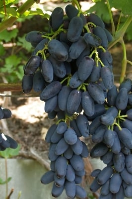 Фото 4. Саженцы винограда