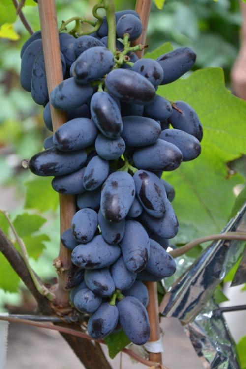 Фото 7. Саженцы винограда
