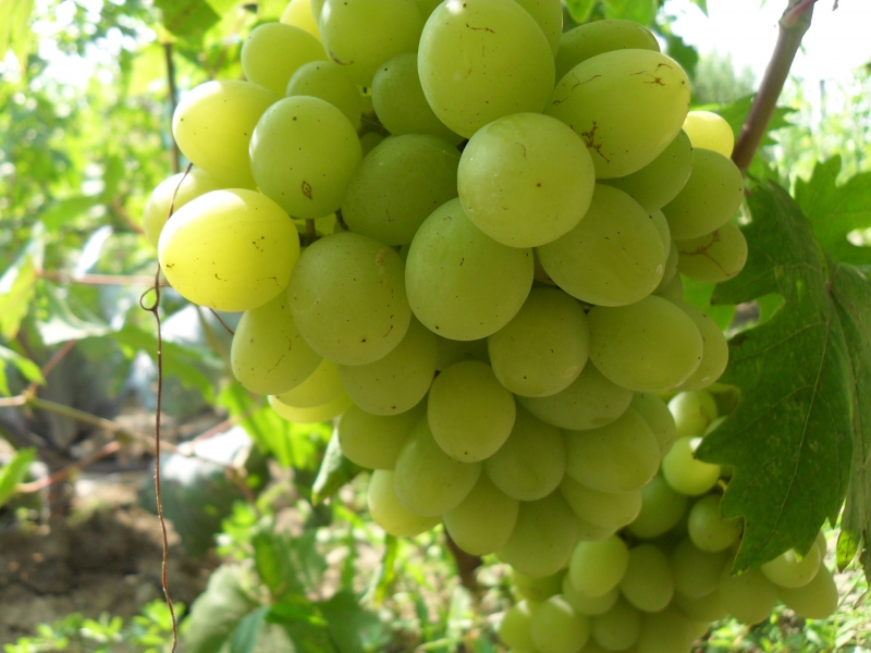 Фото 9. Саженцы винограда