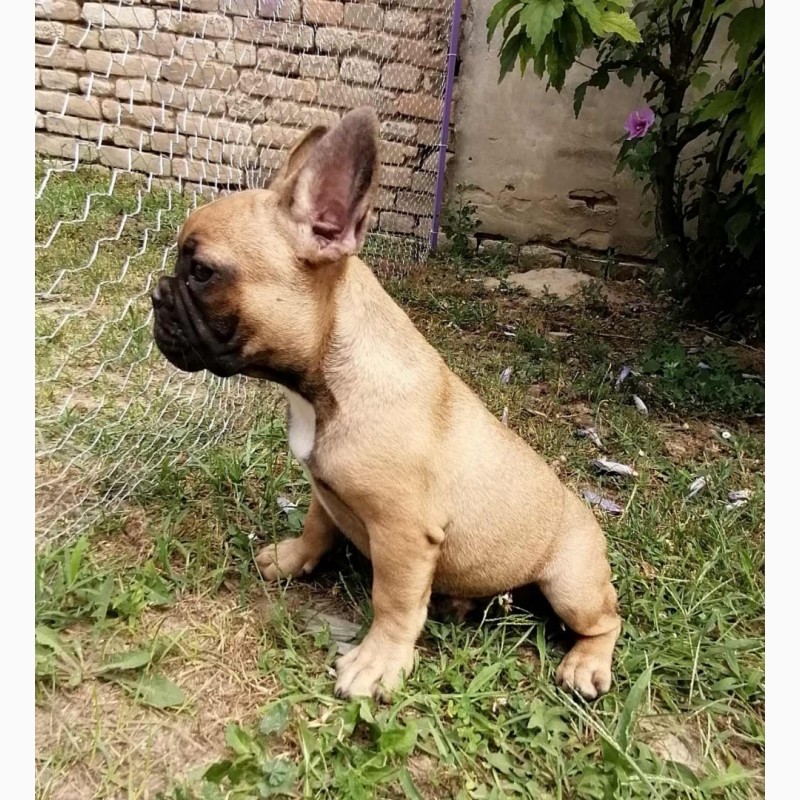 Фото 1/10. French bulldog puppies for sale