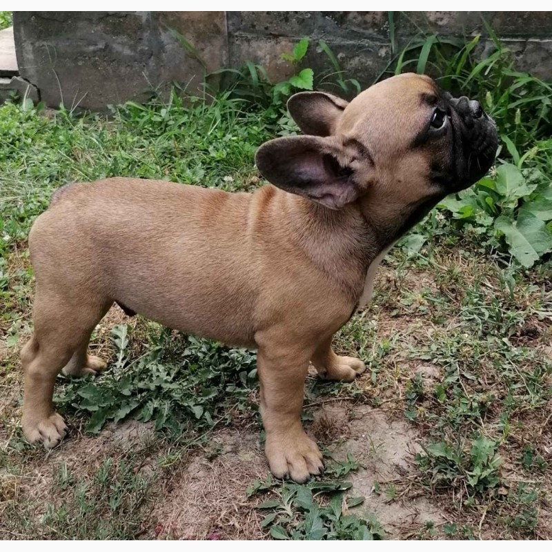 Фото 2. French bulldog puppies for sale