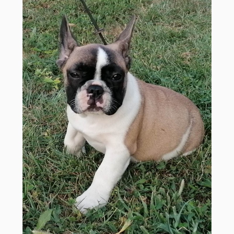 Фото 3. French bulldog puppies for sale
