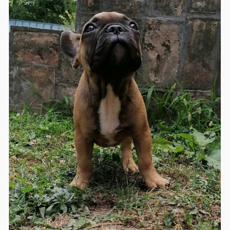 Фото 6. French bulldog puppies for sale