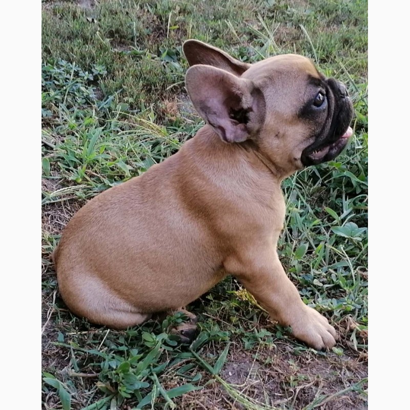 Фото 9. French bulldog puppies for sale