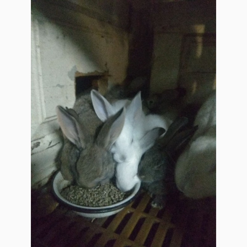 Фото 3/8. Продаж кроликів
