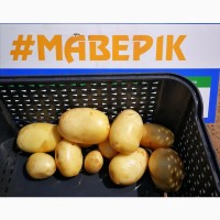 Семена картофеля Маверик
