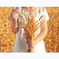 Продам посевной материал озимой пшеницы Скипетр элита Краснодарская селекция