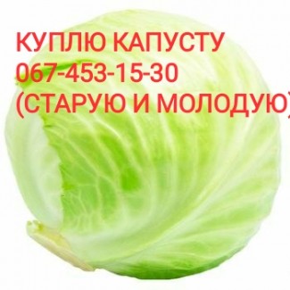 Куплю капусту оптом