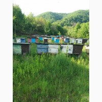 Бджолопакети з доставкою із Закарпаття