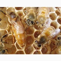 Бджоломатки Кордован (Італійки) Американської селекції на сезон 2024