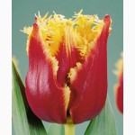 Продам тюльпаны и гиацинты в горшке на 8 марта