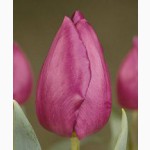 Продам тюльпаны и гиацинты в горшке на 8 марта