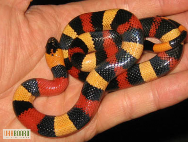 Фото 2/2. Продам Королевская змея кемпбела ( Lropeltis triangulum cbelli )