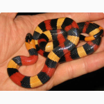 Продам Королевская змея кемпбела ( Lropeltis triangulum cbelli )