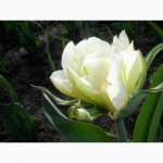 Цибулини тюльпанів, лілій, лілейник, хоста, гладіолус та інші