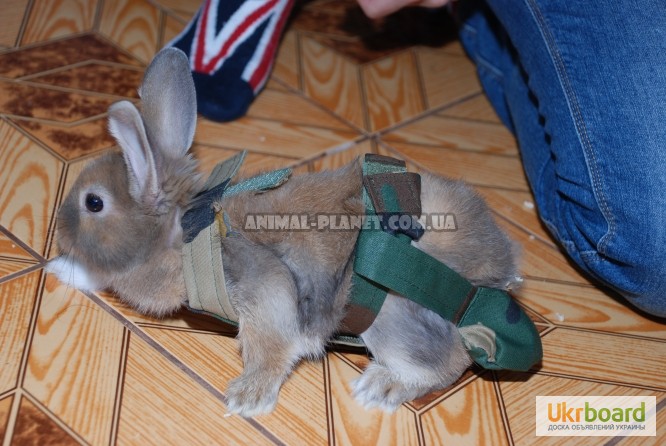 Прогулочный костюм памперс для кроликов