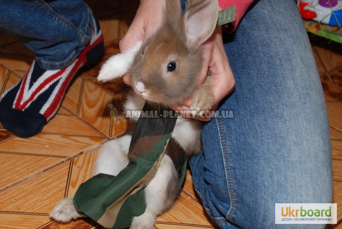 Фото 2. Прогулочный костюм памперс для кроликов