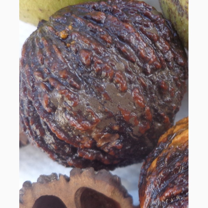 Фото 2. Сажанці горіха чорного серцевидного манчжурського сірого зібольда