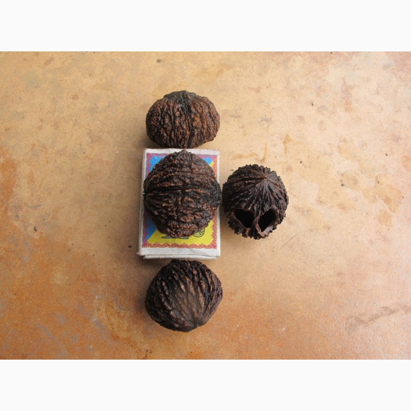 Фото 3. Сажанці горіха чорного серцевидного манчжурського сірого зібольда