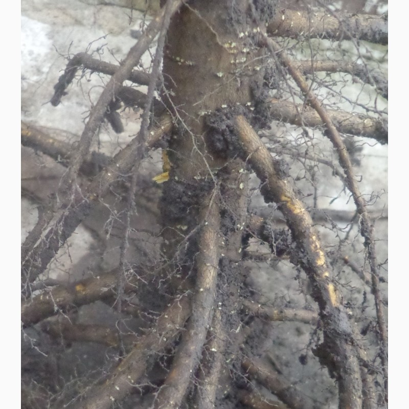 Фото 5. Сажанці горіха чорного серцевидного манчжурського сірого зібольда