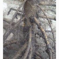 Сажанці горіха чорного серцевидного манчжурського сірого зібольда