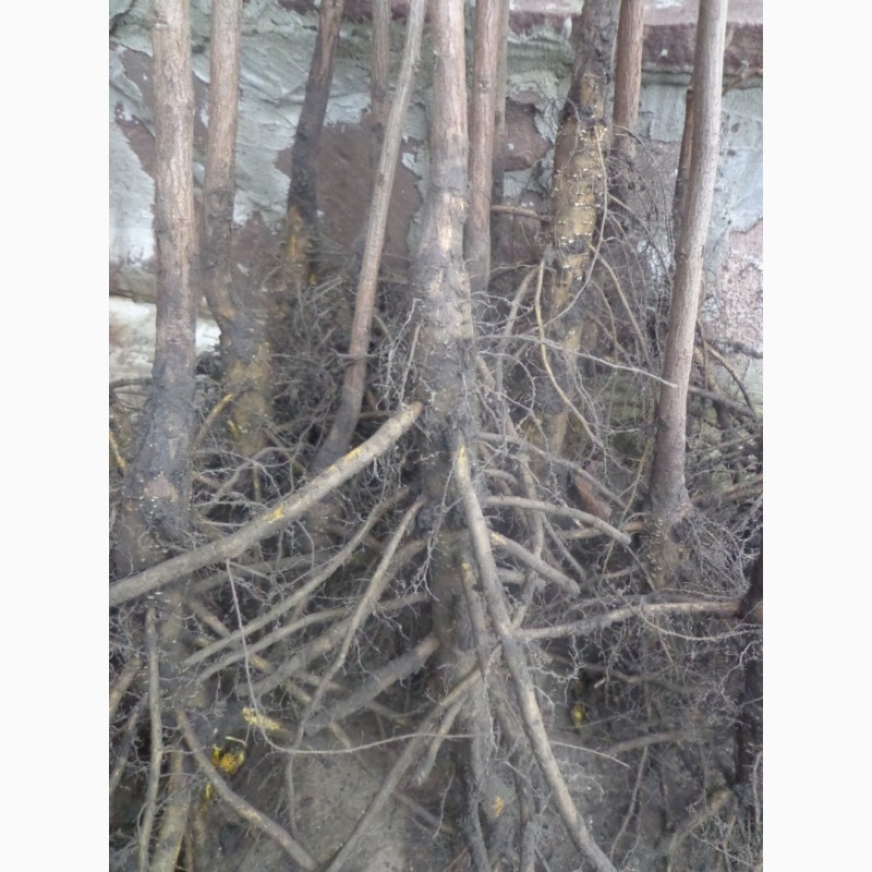 Фото 8. Сажанці горіха чорного серцевидного манчжурського сірого зібольда