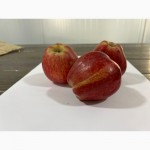 Продам яблука Ред Чіф