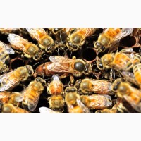 Продам бджолопакети на 4, 6 рамок, сім#039;ї 6-8 рамок