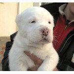 Продаются клубные щенки Средне-Азиатской Овчарки(Алабая)