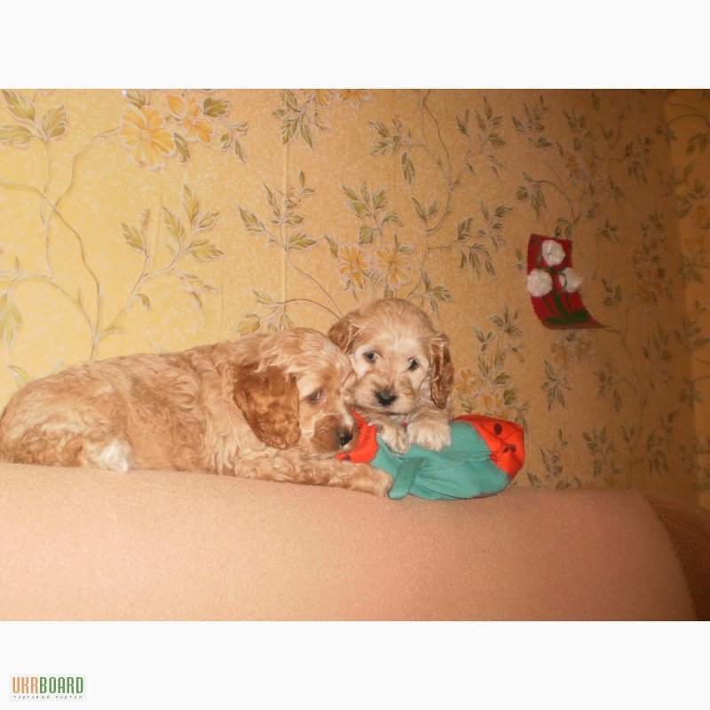 Фото 3. Продам красивых щенков американского кокер-спаниеля