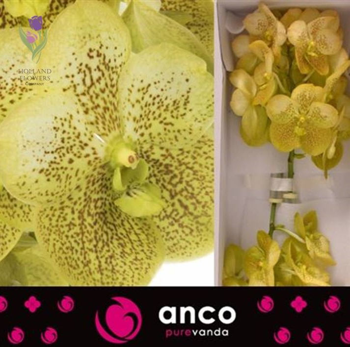 Фото 1/12. Orchid Vanda, Орхидея Ванда, ОПТ, Киев, Украина, Голландия