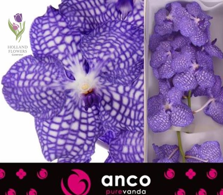 Фото 2. Orchid Vanda, Орхидея Ванда, ОПТ, Киев, Украина, Голландия